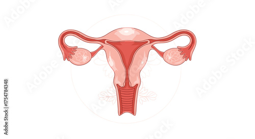 The female reproductive system comprises the ovaries fallopian tubes uterus cervix and vagina.