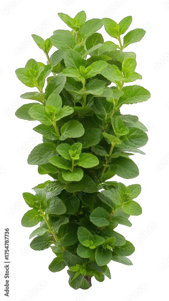 Fototapeta premium Fresh green oregano herb plant isolated on transparent background culinary ingredient
