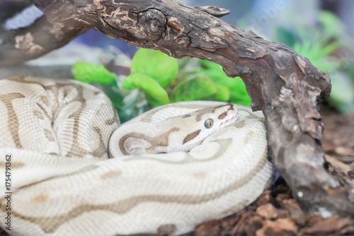 Obraz na plátně A ball python coiled on a wooden branch, its smooth scales glistening under soft light