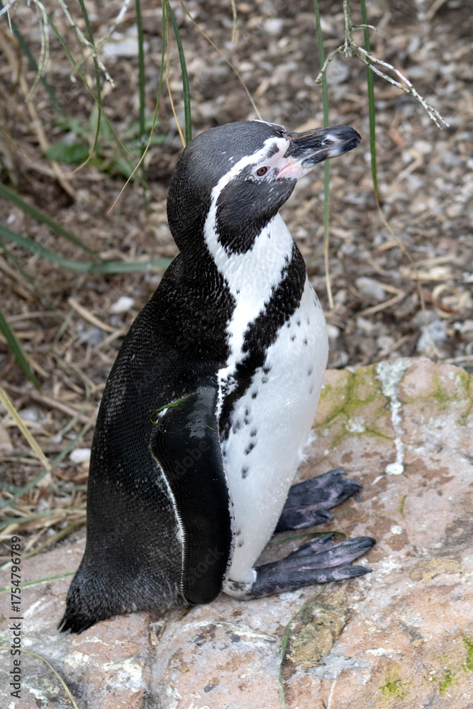 Naklejka premium Pinguin, Wasser, Antarktis, Humboldt