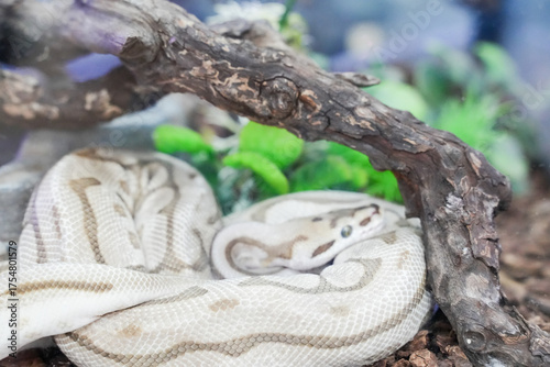 Billede på lærred A ball python coiled on a wooden branch, its smooth scales glistening under soft light