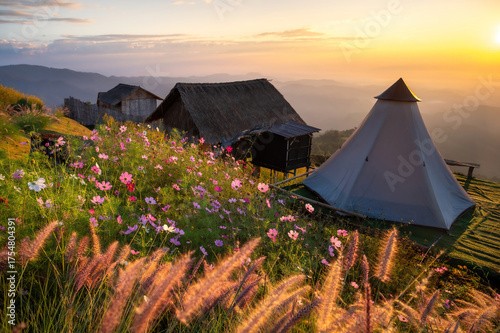 Morning sunrise at Doi Sukchai, Chiang Rai, Thailand. A glamping tent and rustic hut stand on the misty mountain with a field of pink cosmos flowers in the foreground. Soft golden light illuminates th