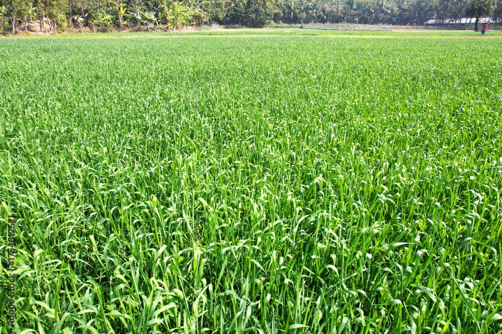 Obraz premium Lush Green Wheat Field: A Serene Landscape of Thriving Crops in Abundant Sunlight, a symbol of agricultural productivity