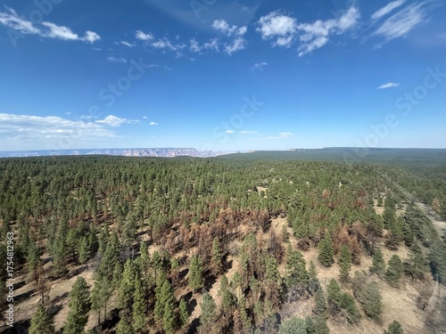 Open Forest Aerial: A breathtaking aerial view from a helicopter, revealing a beautiful and expansive natural forest landscape, with varied tree cover.