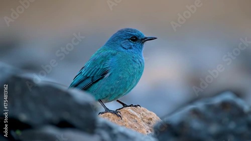 A vibrant blue bird perched on a rock, showcasing its detailed feathers and sharp beak in a natural outdoor setting