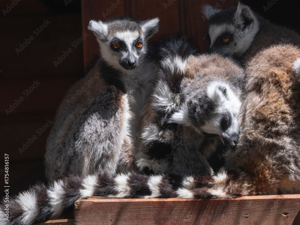 Obraz premium protected primate lemurs in natural habitat