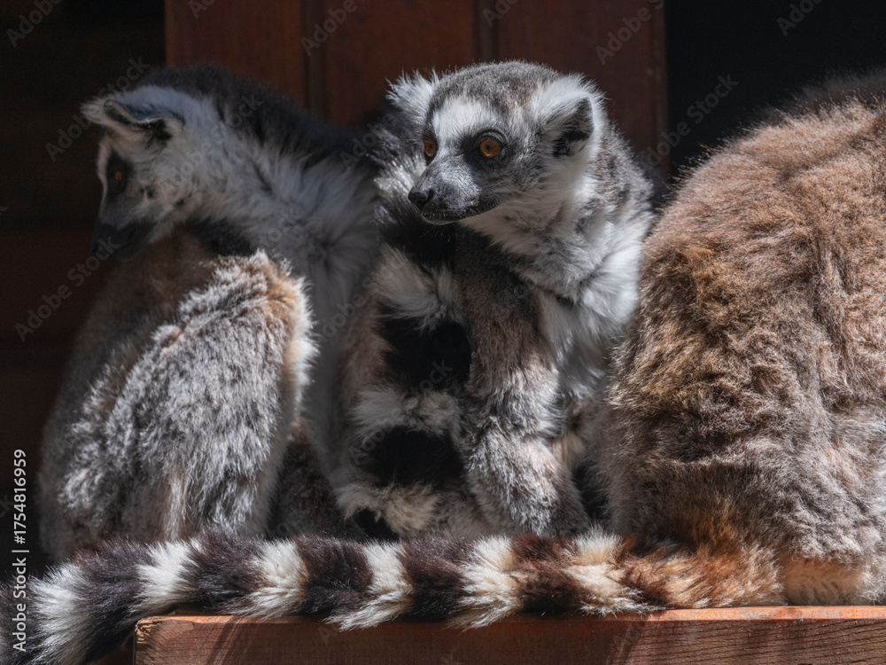 Obraz premium protected primate lemurs in natural habitat