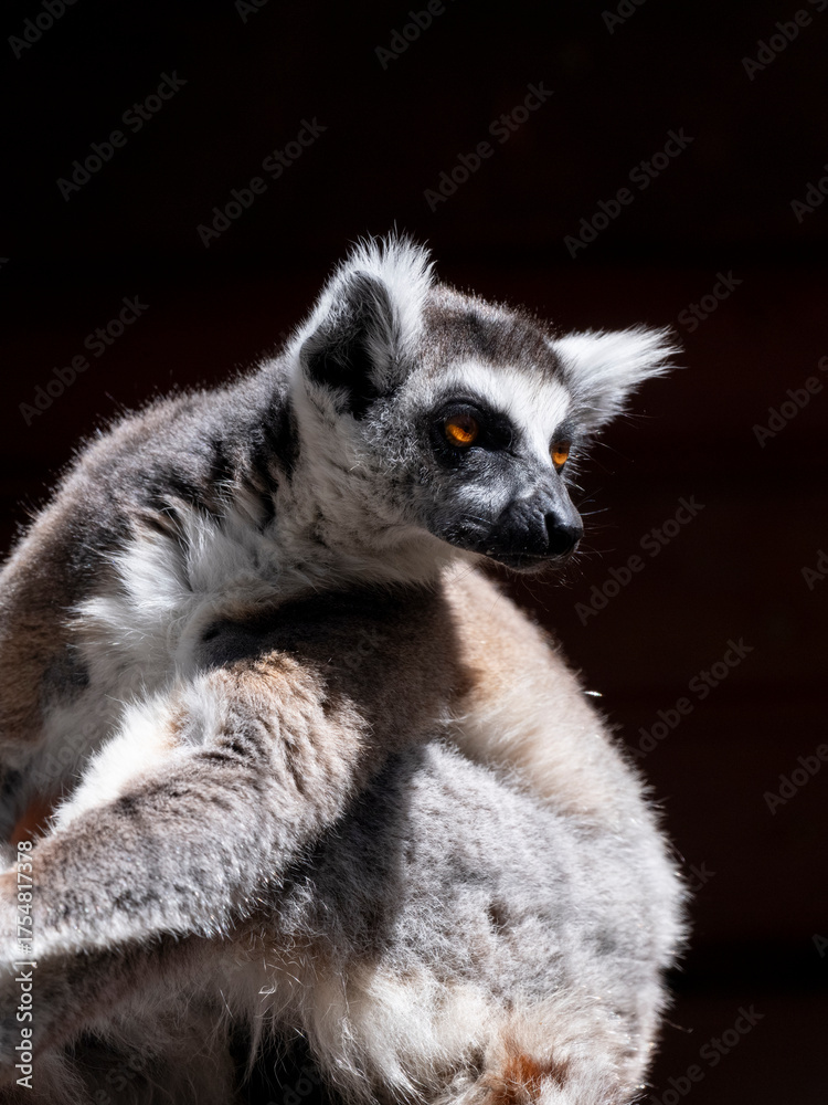 Obraz premium cute primate lemur enjoying the zoo environment