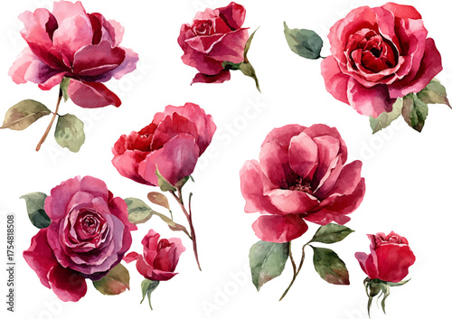 set of roses vector illustration