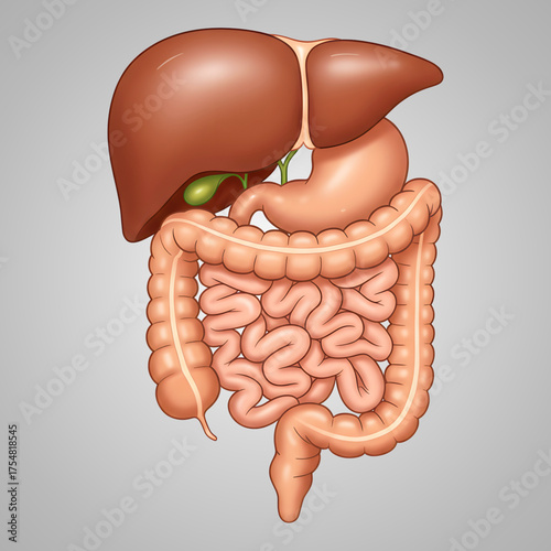 Human Digestive System Anatomy - Liver, Stomach, and Intestines