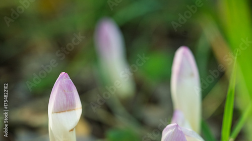 A young colchicum flower with a blue hue.