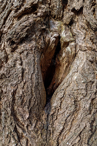 entaille en forme de cœur sur un vieux tronc d'arbre