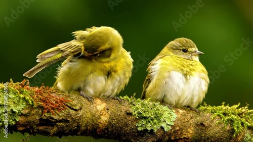 Two small yellow birds perched on a mosscovered branch in a natural setting with a blurred green background