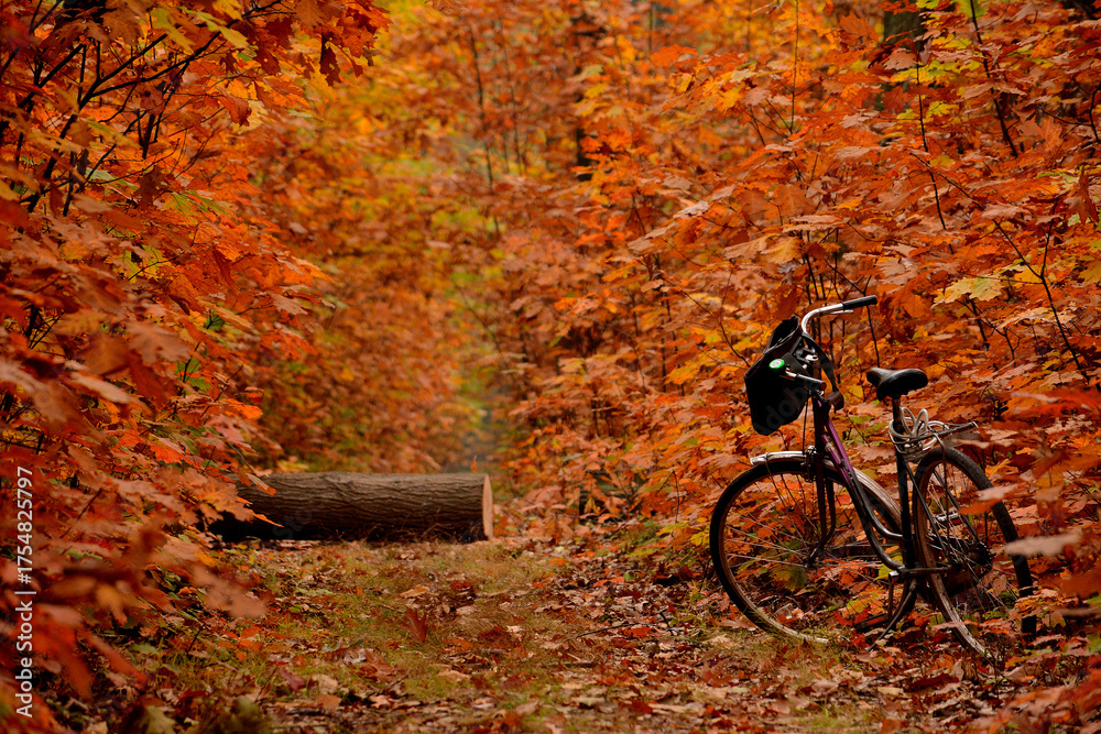 Fototapeta premium Rower w jesiennym lesie