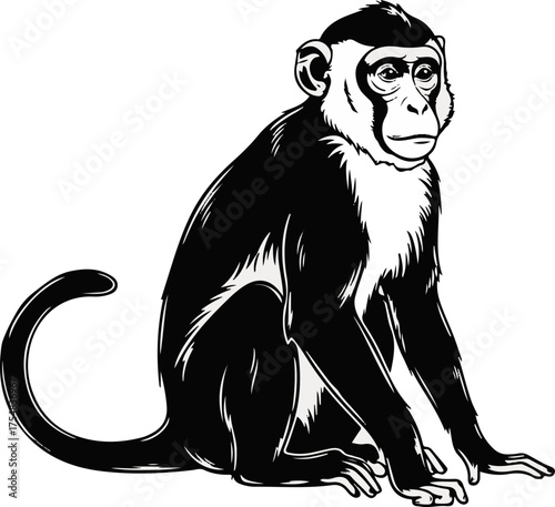 Monkey Silhouette Art