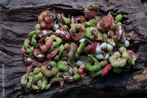 Manila tamarind , Pithecellobium dulce , Ripe Pithecellobium dulce bean, fruit concept.	