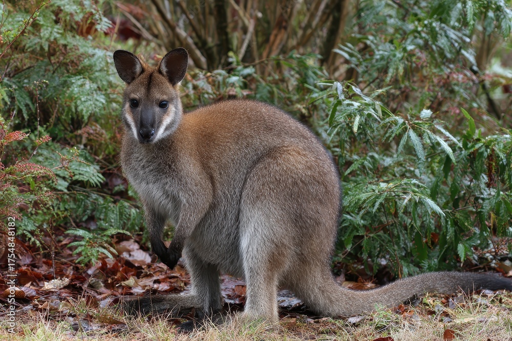Obraz premium Bennett's Wallaby: Medium-Sized Macropod of Eastern Australia with Red Neck and Long Tail in Natural Habitat