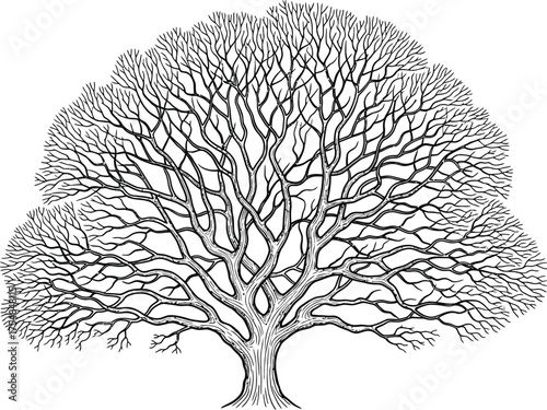 Tree branches winter bare silhouette nature forest drawing sketch art oak