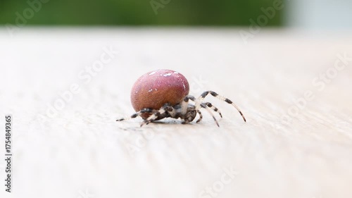 Pregnant Araneus diadematus (common garden spider or orb weaver) female with huge red abdomen, Czech Republic