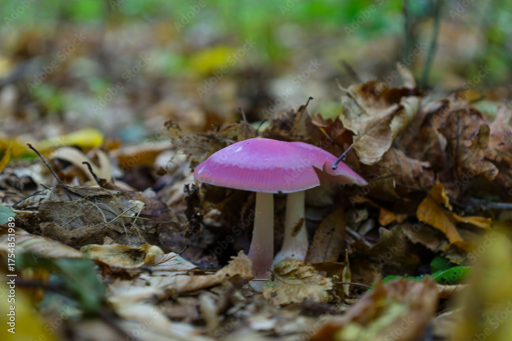Fototapeta premium ​A vibrant mushroom with a glossy, deeply pink or purple cap stands out amongst the damp, brown autumn leaves on the forest floor. Its clean, light stem and unusual color create a strong contrast with