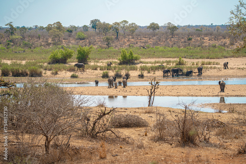 Photography A herd of African elephants crossing the river