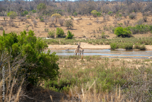 Photography Two giraffes are drinking water by the river on the African savannah