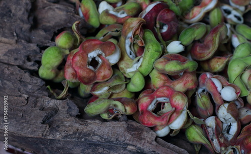 Manila tamarind , Pithecellobium dulce , Ripe Pithecellobium dulce bean, fruit concept.