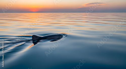 Majestic dolphin gracefully emerges from ocean water at sunset creating tranquil ripples.