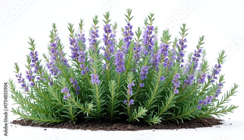 Rosemary plant with fresh green needle-like leaves, delicate purple blooms stands on dark soil. Aromatic herb isolated on clean white background, useful for culinary, gardening, natural medicine