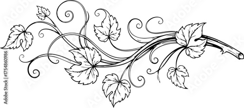 Elegant grapevine illustration with swirling tendrils and detailed leaves, perfect for invitations, menus, or rustic-themed designs, timeless botanical art