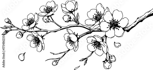 Fotografie Elegant cherry blossom branch illustration, perfect for spring designs, wedding