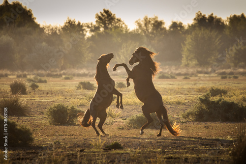 Wild horses running, fighting and playing during the sunrise