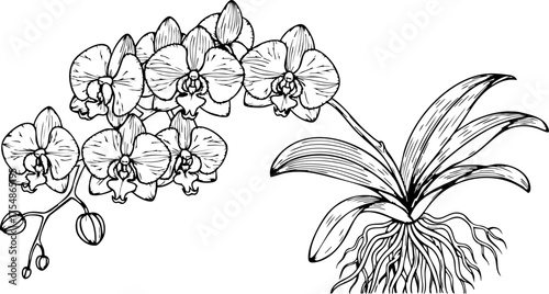 Foto Elegant orchid bloom with detailed roots and leaves, capturing natural botanical beauty and delicate floral artistry for sophisticated designs