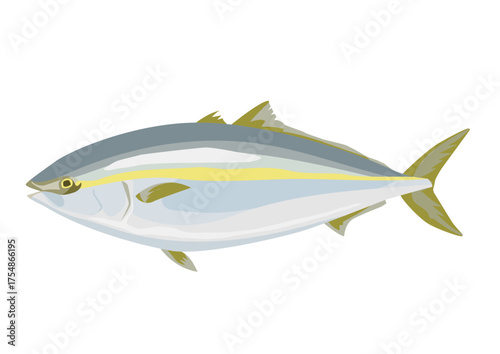 魚　ブリのイラスト