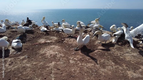 brütende Blasstölpel, eng aneinander versammelt auf Helgoland
