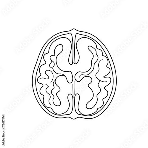 Human brain anatomy diagram conceptual illustration