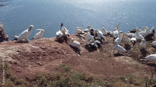 brütende Blasstölpel, eng aneinander versammelt auf Helgoland