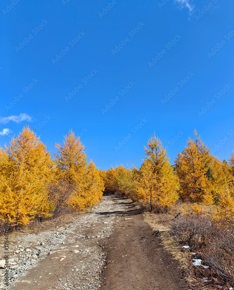 Fototapeta premium Autumn Path Through Golden Trees