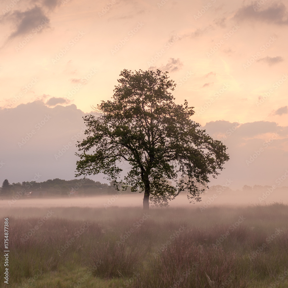 Fototapeta premium Die Eiche im Moor zum Sonnenaufgang mit Nebel