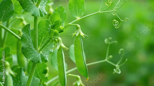 Green Pea Plant Vines and Pods Growing in Garden Patch Stock Footage for Agricultural Projects