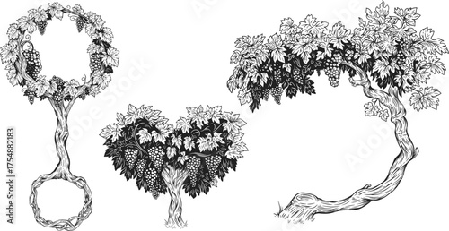 Collection hand draw grape tree or bush different form in vintage sketch style. Monochrome vector illustration.