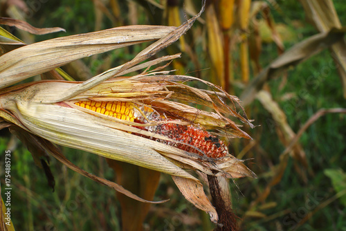 Unharvested spoiled corn cobs on plantation close-up. Concept of lost harvest, food crisis. Field scene close-up.