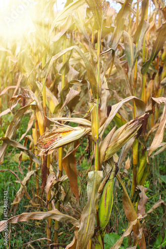 Unharvested spoiled corn cobs on plantation close-up. Concept of lost harvest, food crisis. Field scene close-up.