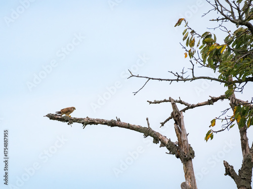 Kestrel perched on bare tree branches