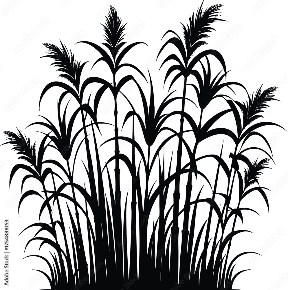 Obraz premium Tall kans grass silhouette vector illustration isolated on a white background