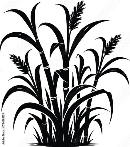 Tall kans grass silhouette vector illustration isolated on a white background