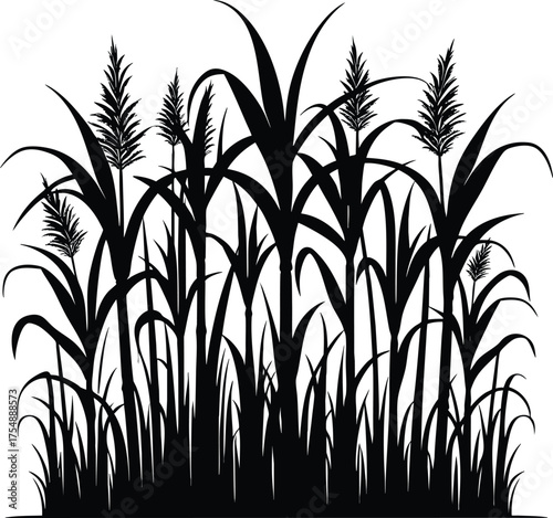 Tall kans grass silhouette vector illustration isolated on a white background