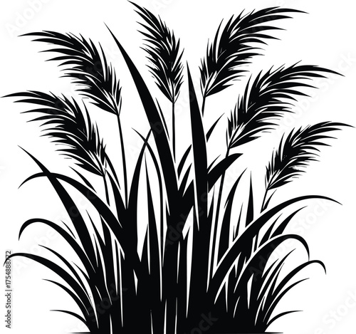 Tall kans grass silhouette vector illustration isolated on a white background