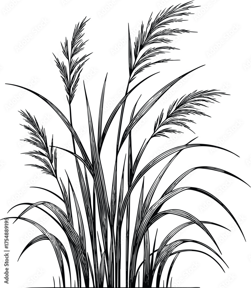 Obraz premium Tall kans grass silhouette vector illustration isolated on a white background