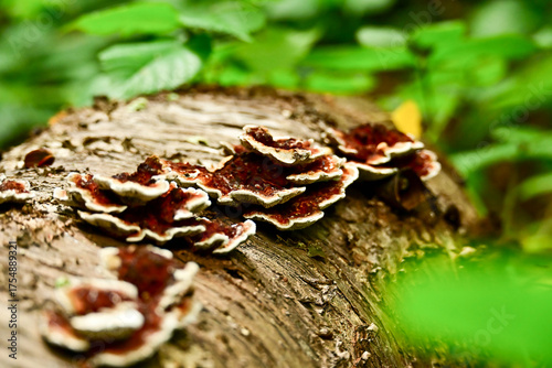 Canvas Print Close-up of small, tiered fungi with dark red centers and white edges growing on a mossy, decaying log in a South Limburg forest during autumn